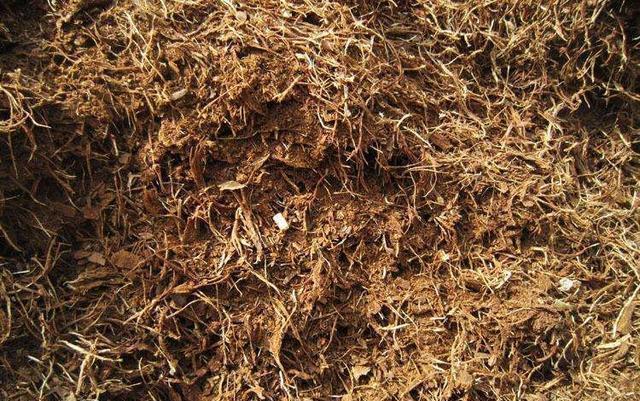 你家附近有这种树吗树下挖几铲,就是“万能土”,养啥花也旺