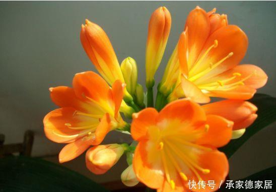 全年开花不停的几款花卉,花香四溢飘满屋,一盆就够了