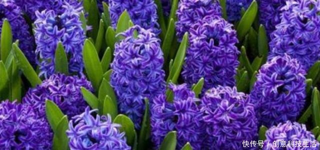 4种香气最迷人的花,桂花上榜,随意养一株都能让家里充满花香!