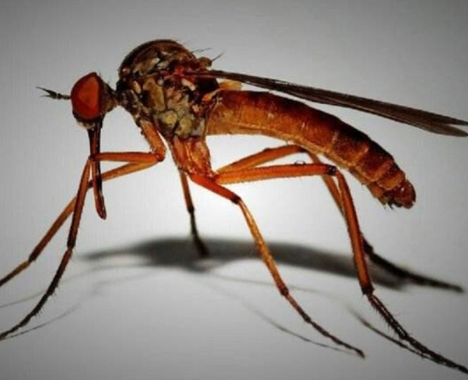 大蒜|夏季驱蚊别再用蚊香了，教你3种驱蚊小妙招，蚊子现场乖乖就范