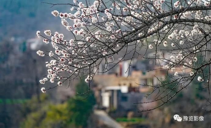 春分，赏花品香不负春