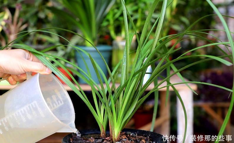 买到兰花难服盆?先学会上盆,再学会缓苗,服盆快发芽多!