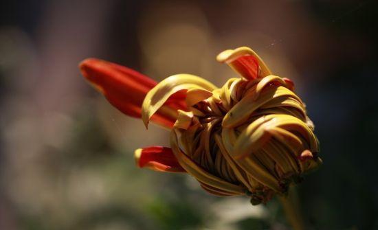 养花试试这几款,花瓣宛如天鹅翩翩起舞,霸道迷人