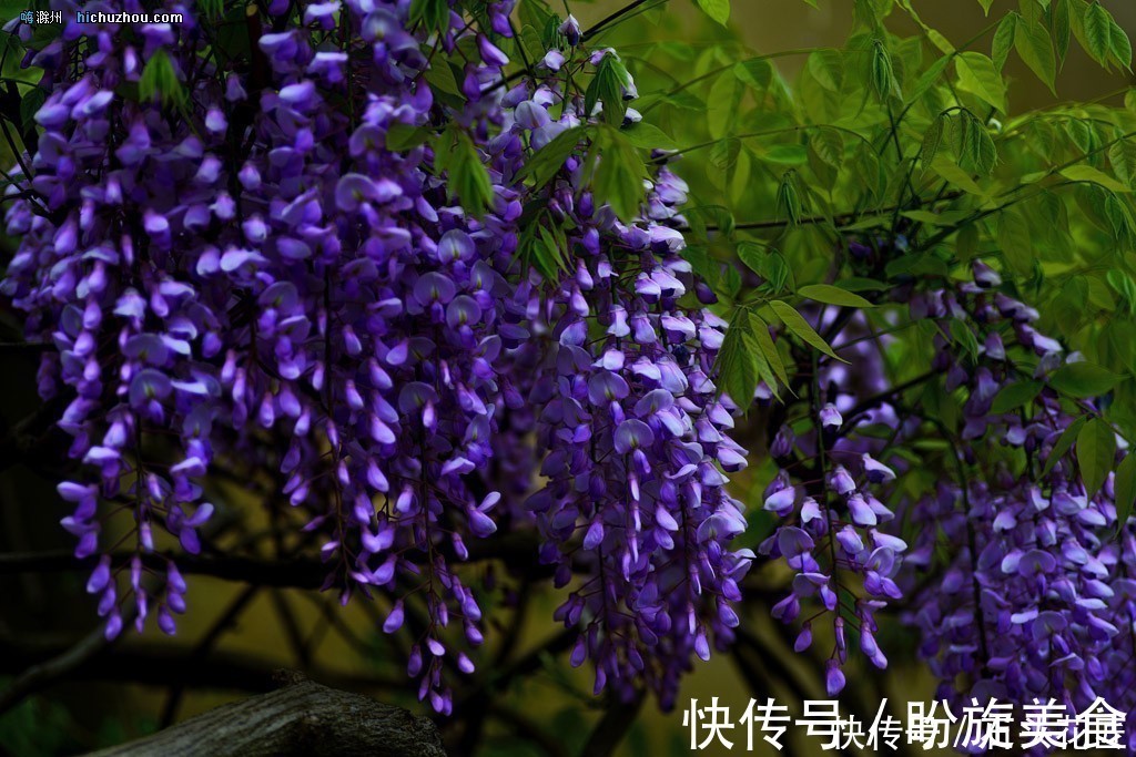 花卉|寓意“紫气东来”的5种花,养在家里“年年”都能开,太赞了