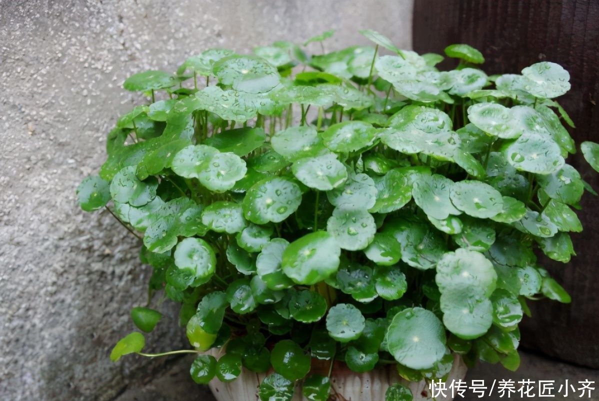 枝条|不会扦插不要急，这6种植物，一根枝条剪成多段，插土里就活