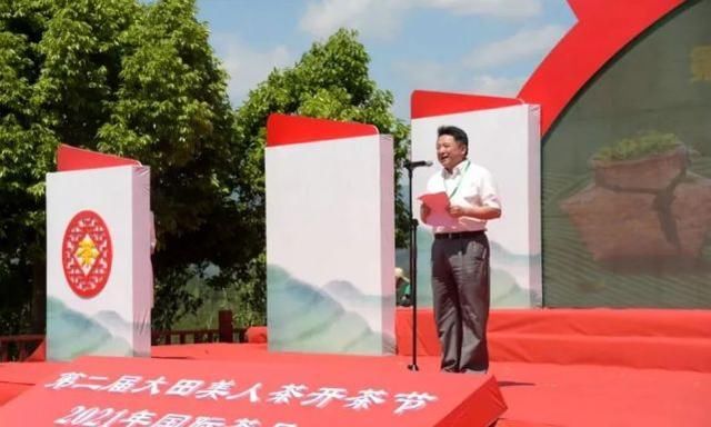 大田 开茶喽!三明大田“美人”娇艳绽放