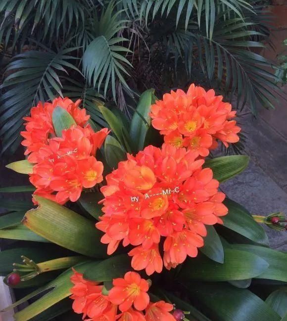 一棵长寿的花，124个花箭，开花，锅盖打开的方法