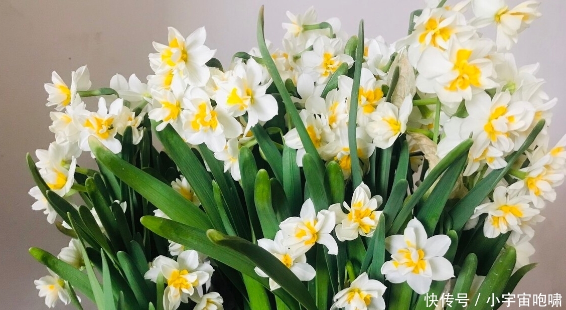 冬天最容易养的六种花,现在正开花,花大又艳,邻居串门直夸好看