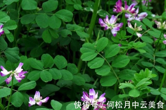 江南人|60种常见野菜，高清大图，收集全了真不容易！