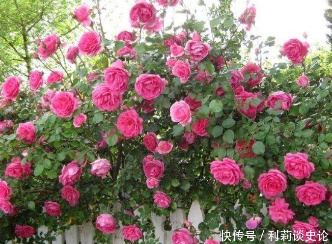 “4种花”好养眼,开花一片,花团紧簇,养庭院,十里飘香
