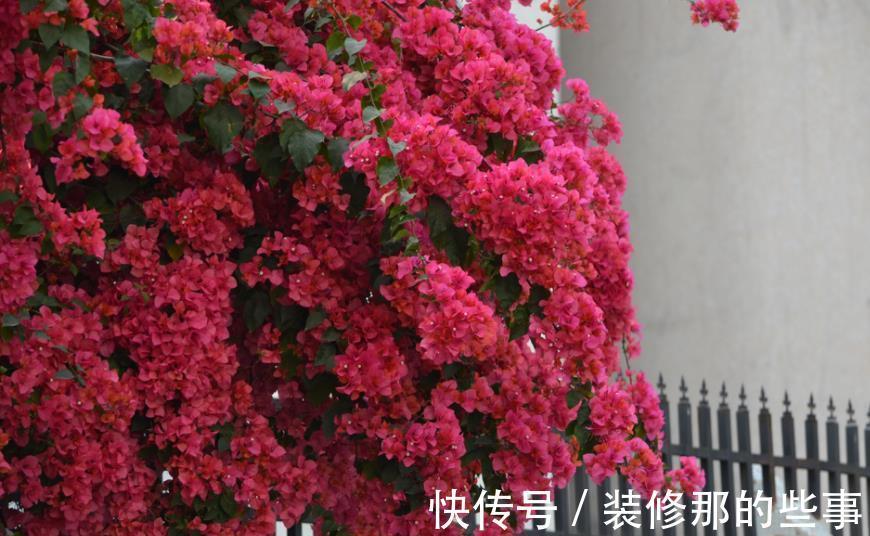 绕道|5种漂亮花，南方随便养开满枝，北方朋友请绕道，易黄叶长不好