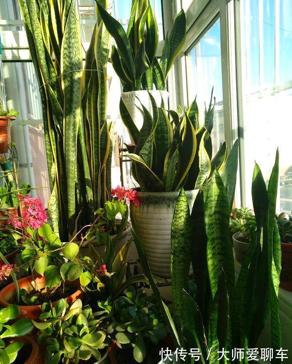 公认的6种吉祥花，株型奇特寓意好，还能吸废气，大人孩子都喜欢