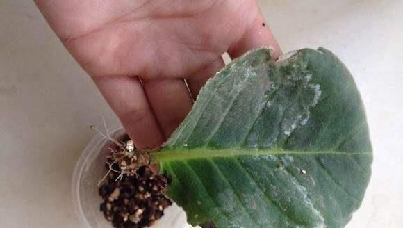 太神奇了,这些花蹭掉的叶子插土里,第二年竟然长爆盆了