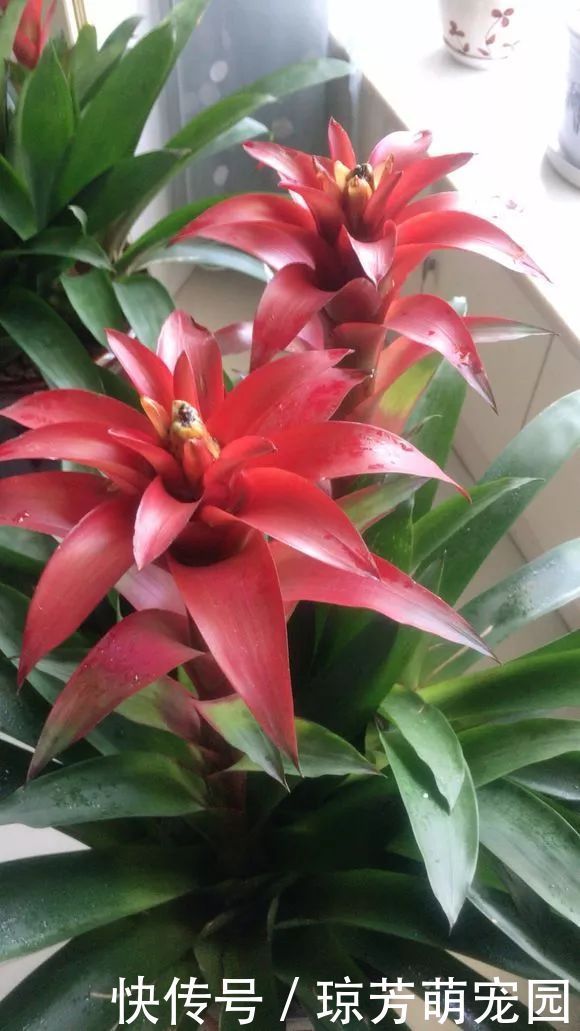 5种花不要“乱晒”,越晒叶越黄,小心晒一盆死一盆!