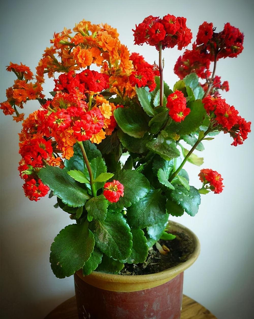 五种“旺宅花”,适合养客厅,一种比一种好养,一个比一个好看