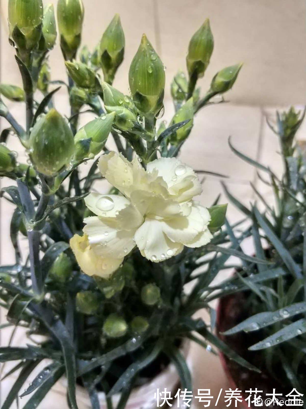 神器|养花需要的5件神器，别看它们小，用处是真不少