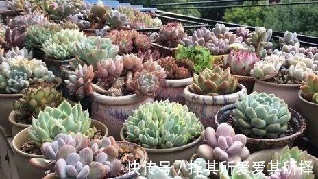 秋天买的多肉，3个“进门礼”，嗖嗖冒白根，挤满新芽芽