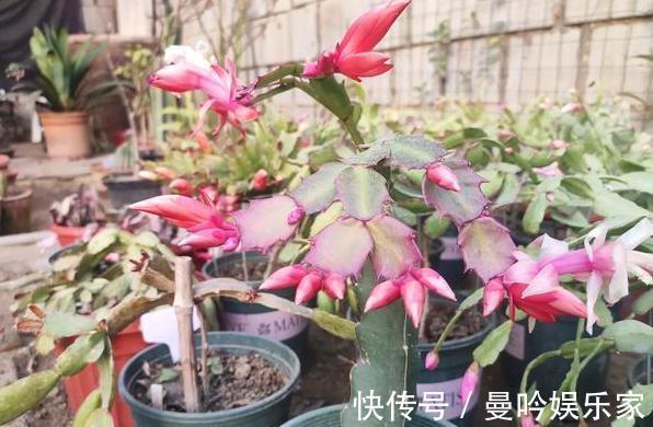 嫁接蟹爪兰该注意什么多了解3个问题,植株年年开成''花树''