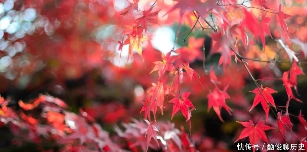 枫林|几首描写秋天景色的唐诗