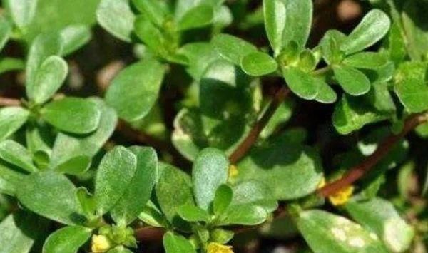 白发不要急着去染，一种野菜煮水洗头，白发脱
