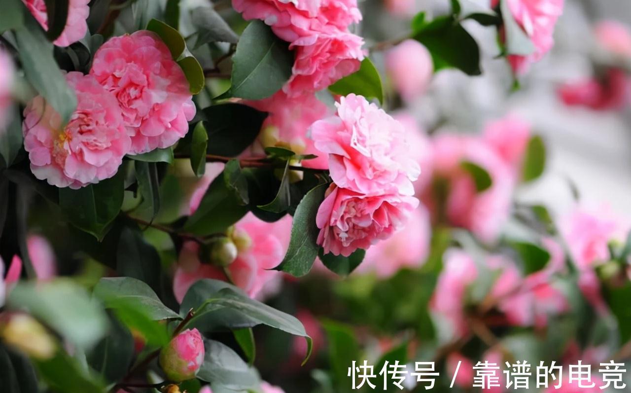 这“三茶花”不怕冷，零下30℃也能开花，单朵可持续绽放一整季