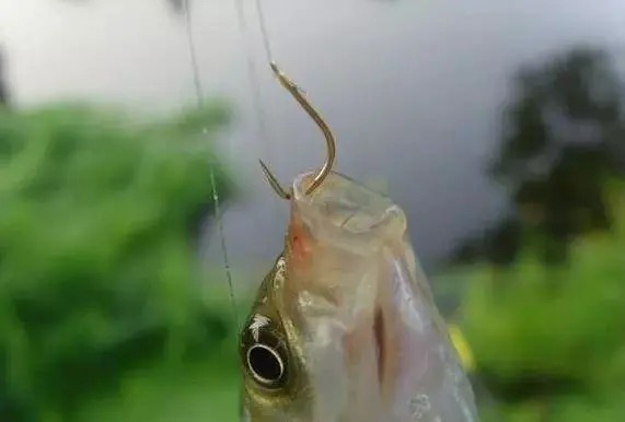 熟悉掌握鲫鱼的五个生理习性,哪个季节都能轻松钓到大鲫鱼