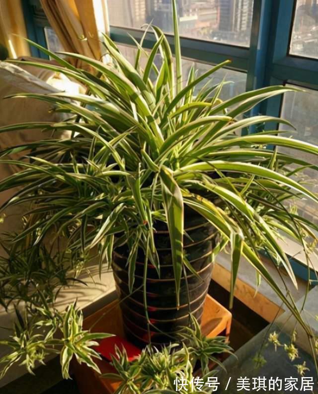 尼古丁|家里养这4种植物，被誉为“天然净化器”，“霸气”护宅