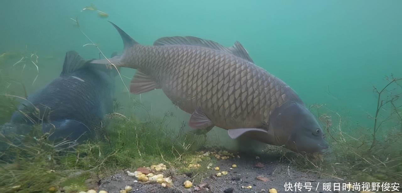 吃透|湖库的黄金钓点怎么找,这两句话吃透了,就一点也不难
