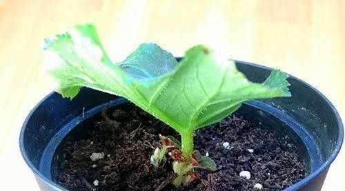 此3种花不用买,手勤快的人摘个叶子就长一棵,2个月长满盆