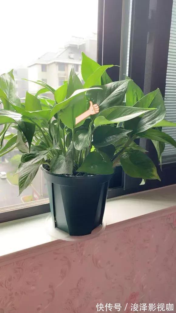 施肥|路边捡来4种小东西,丢在盆底,一年不用施肥,也不怕烂根!