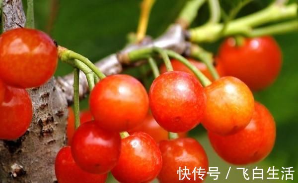 水果|怀孕后,这4种水果要多吃,对自己和宝宝都有好处