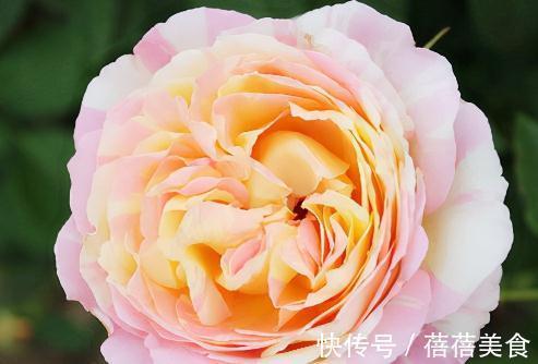 这五种花，南方花友随便挑，一年四季花开不断