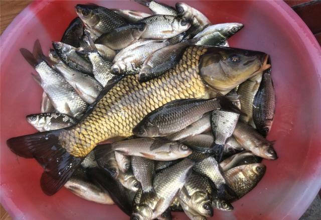 鱼钩|钓鲫鱼时鱼钩选择很重要,袖钩虽小但有效,钓起鱼来快准狠!