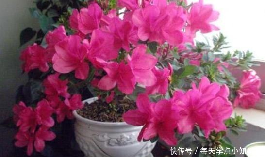 年底买花,选此6类花,大气又添彩!