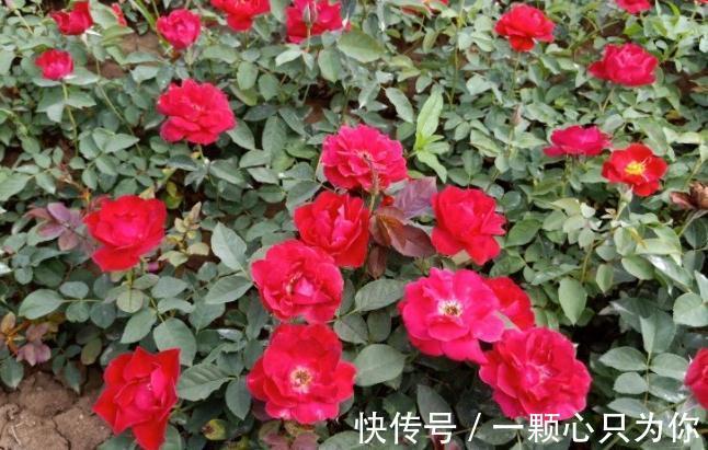 绿化带的月季没人管也开得很好,为啥自己家的月季就那么难养呢