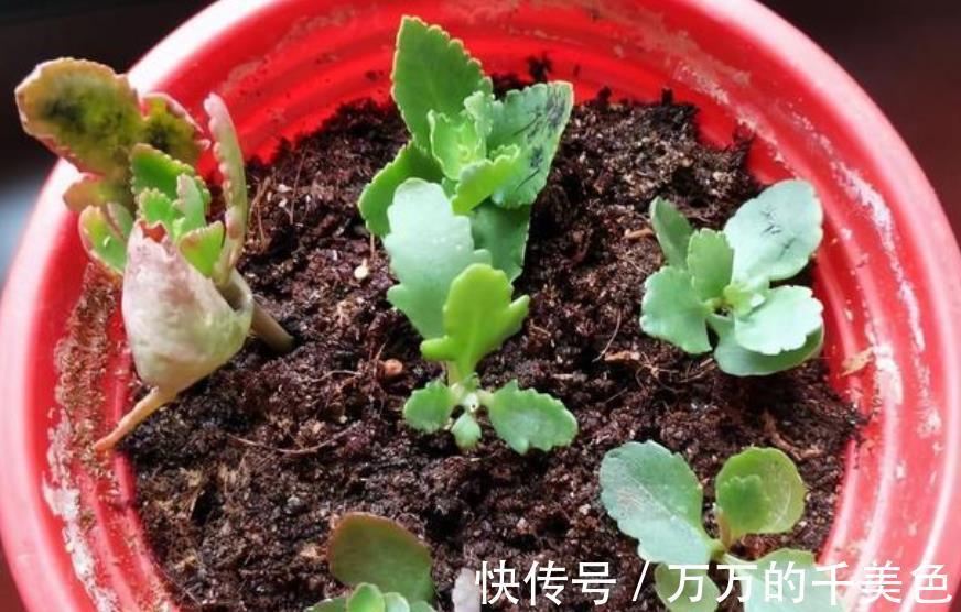 枝条|3种高颜值花卉,8月扦插正当时,生根快冒新芽,喜欢赶紧动手