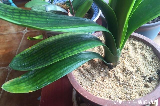 花盆落满小飞虫周围撒点它，3天就见效，小虫死翘翘！