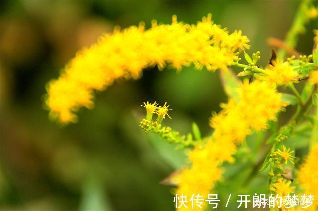 外来物种入侵济南!“加拿大一枝黄花”现身平阴河边