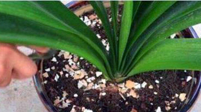 鸡蛋壳养花,少了这一步,难怪你的花不长个!