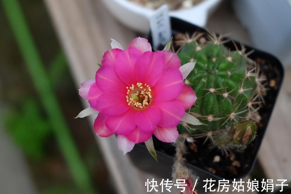 这几种花不生虫,养在家里太省心了,一点药不用,还长得叶绿花红