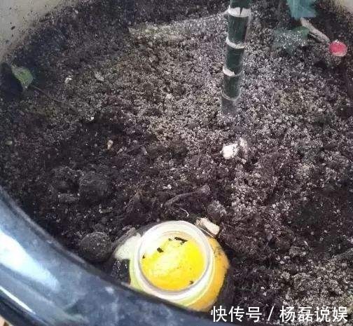 塑料瓶剪一半埋盆里,烂果皮菜叶随便扔,零臭味还不烧根!