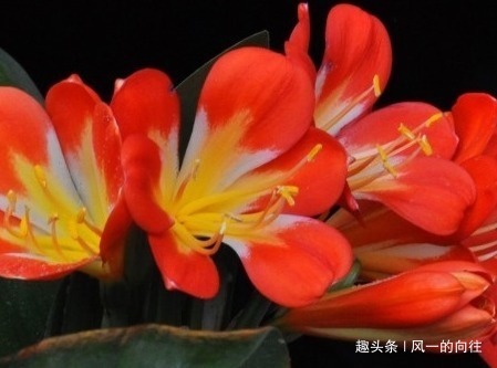 雷区|家养君子兰,这“3个”雷区千万不要踩,不然黄叶是家常便饭