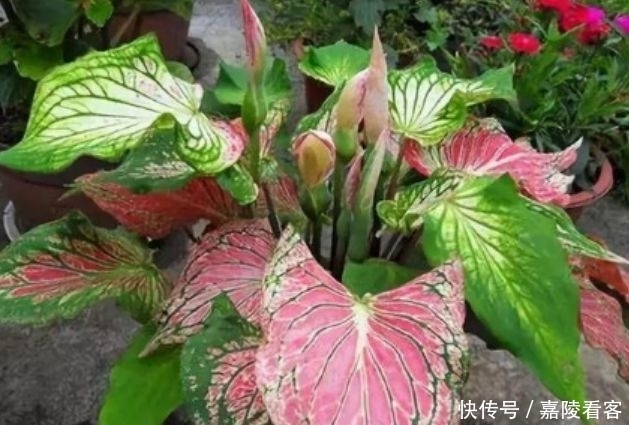 此花超漂亮,沾土就活,家里养一盆,招财又纳福!