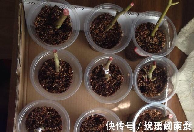 花卉|这三棵树''太贵'',偷偷折一根''枝''就能活,别再花冤枉钱。