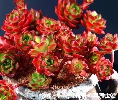 老桩|多肉蒂亚穿裙子长得丑?做好这件事,由绿变红,养成小老桩!