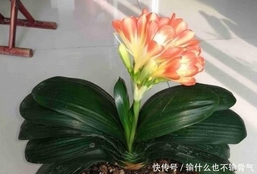 光泽|想要君子兰长的好,用一粒药,树叶茂盛光泽开花颜色好看!