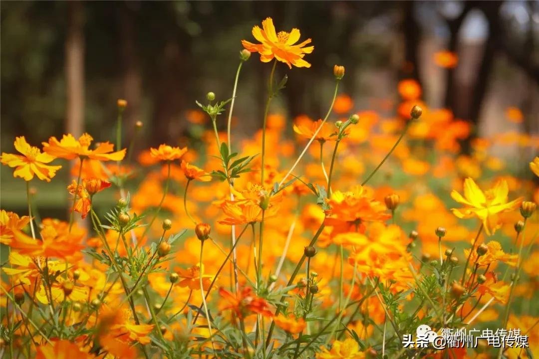 孔子花田|风车、花海、绿皮小火车……衢州这块家门口的网红打卡地宛若宫崎骏漫画！