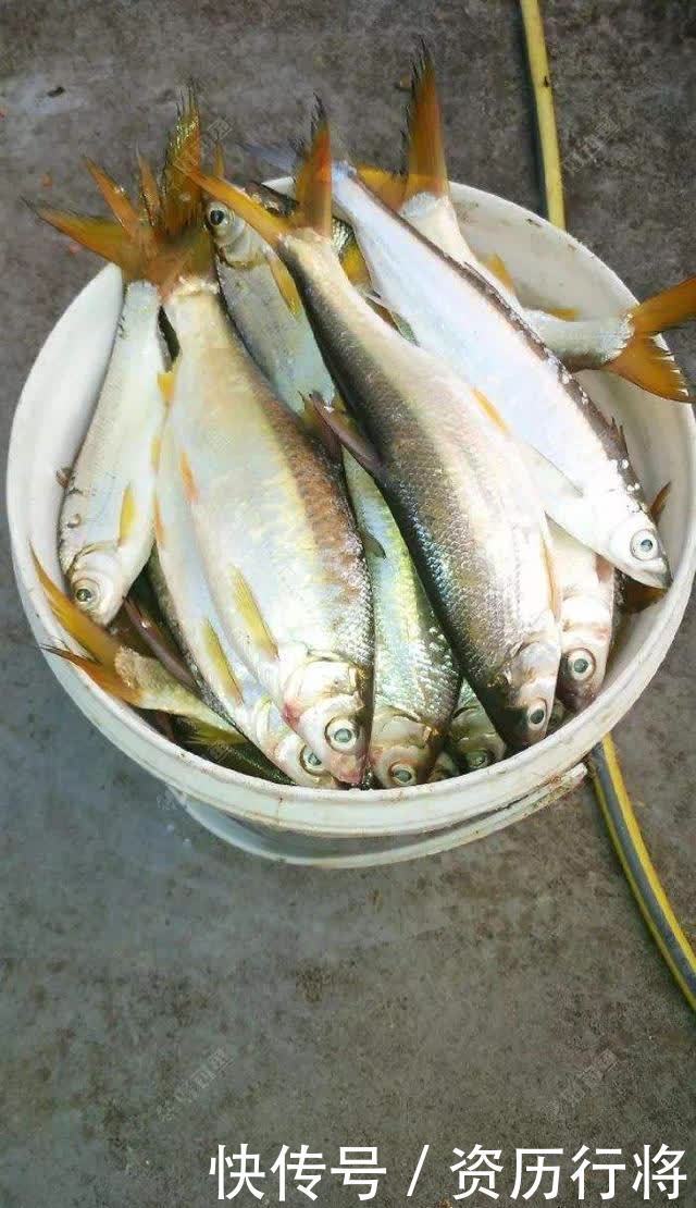 春季黄尾正狂口,各种水域都会有,攻略及钓法分享