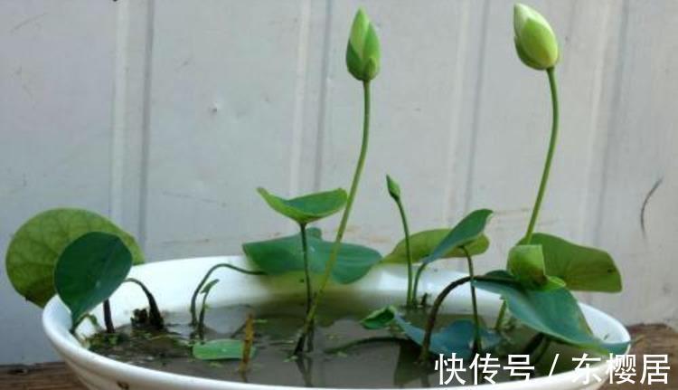 花友们|新人养花养这3样,漂亮好养,还能收获种子育苗,年复年赏花