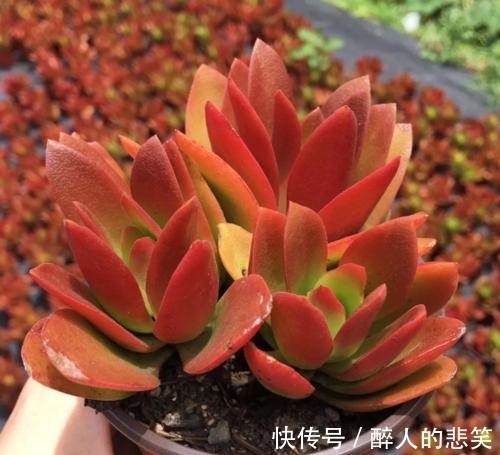 休眠|导致多肉休眠的3个原因，及时避免，不然黄叶又烂根！